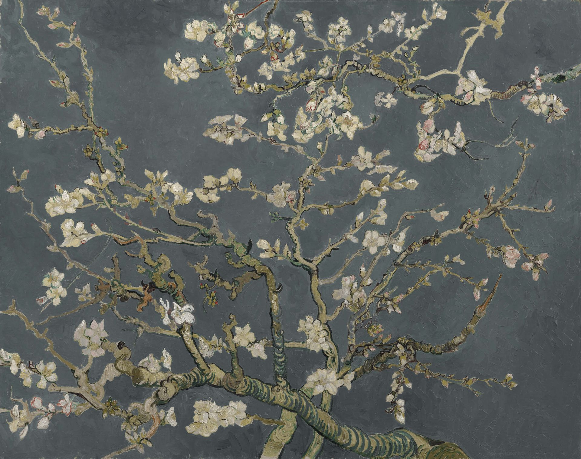 Amandelbloesem in Bloei