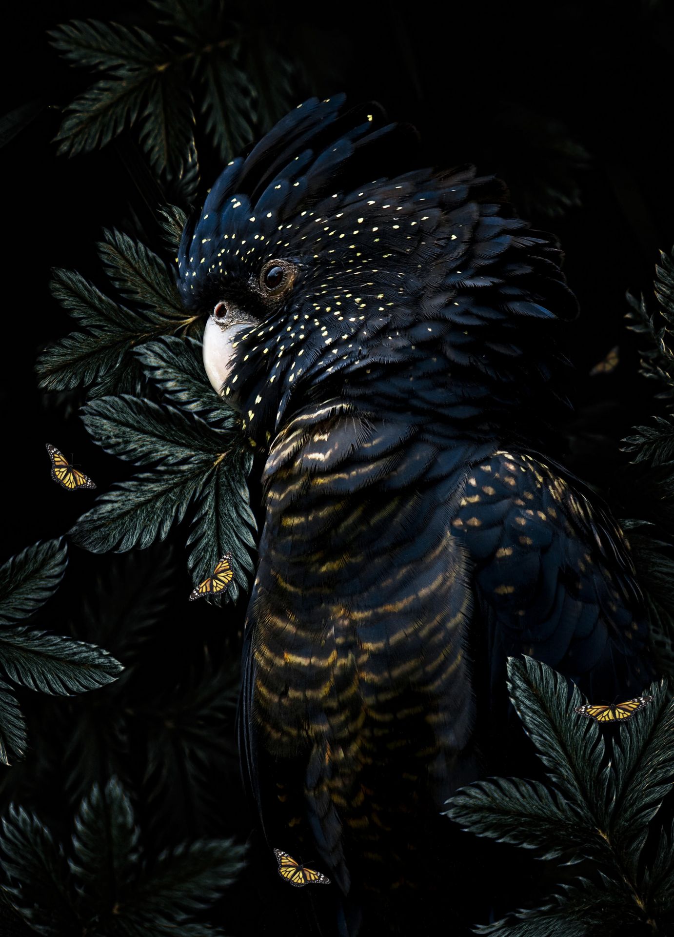 Jungle Cockatoo 2 Portret Jungle Cockatoo 2 Portret