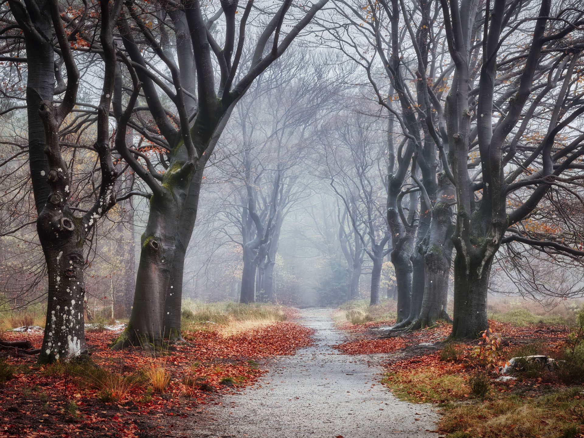 Bomen in het bos