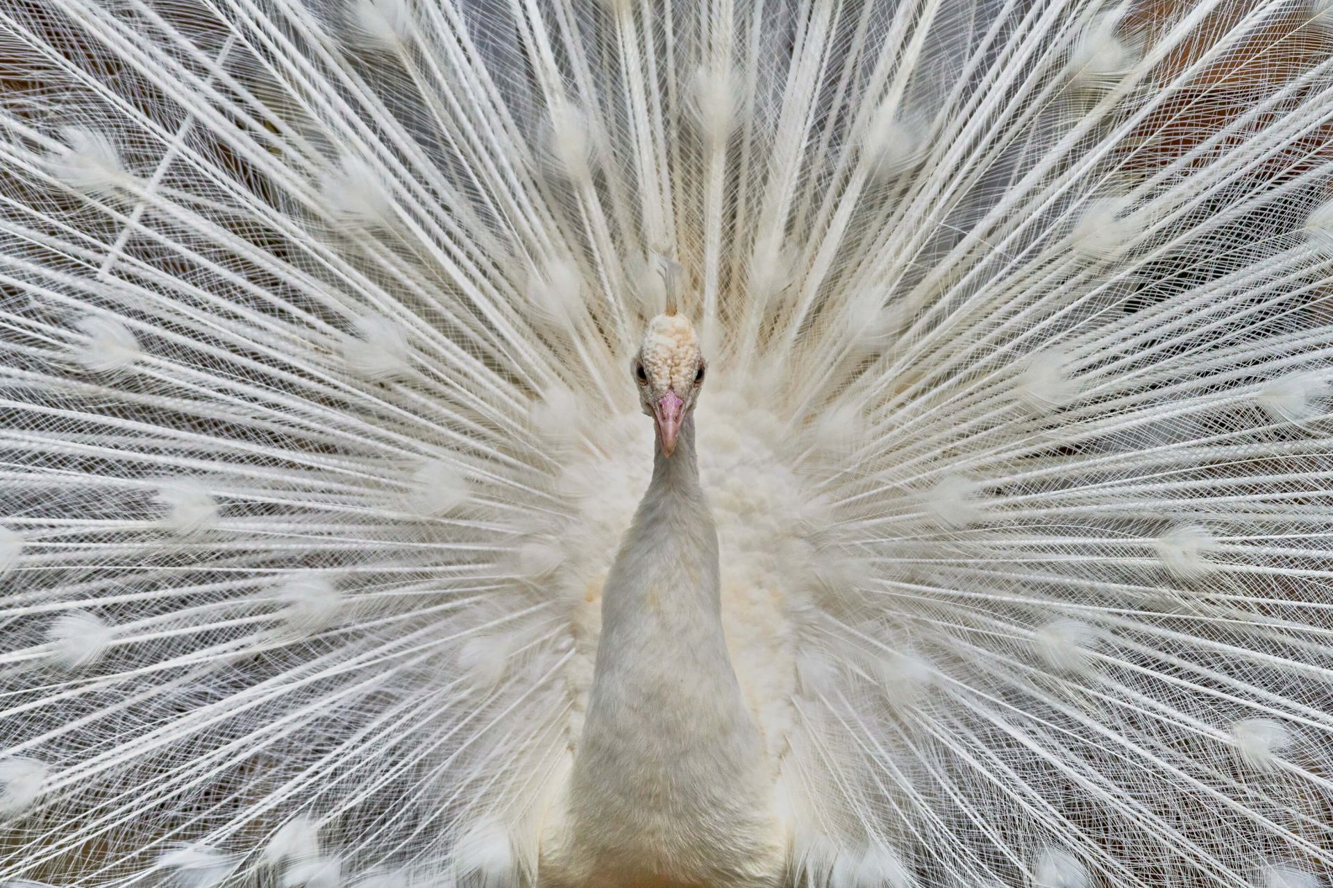 Witte pauw main product photo