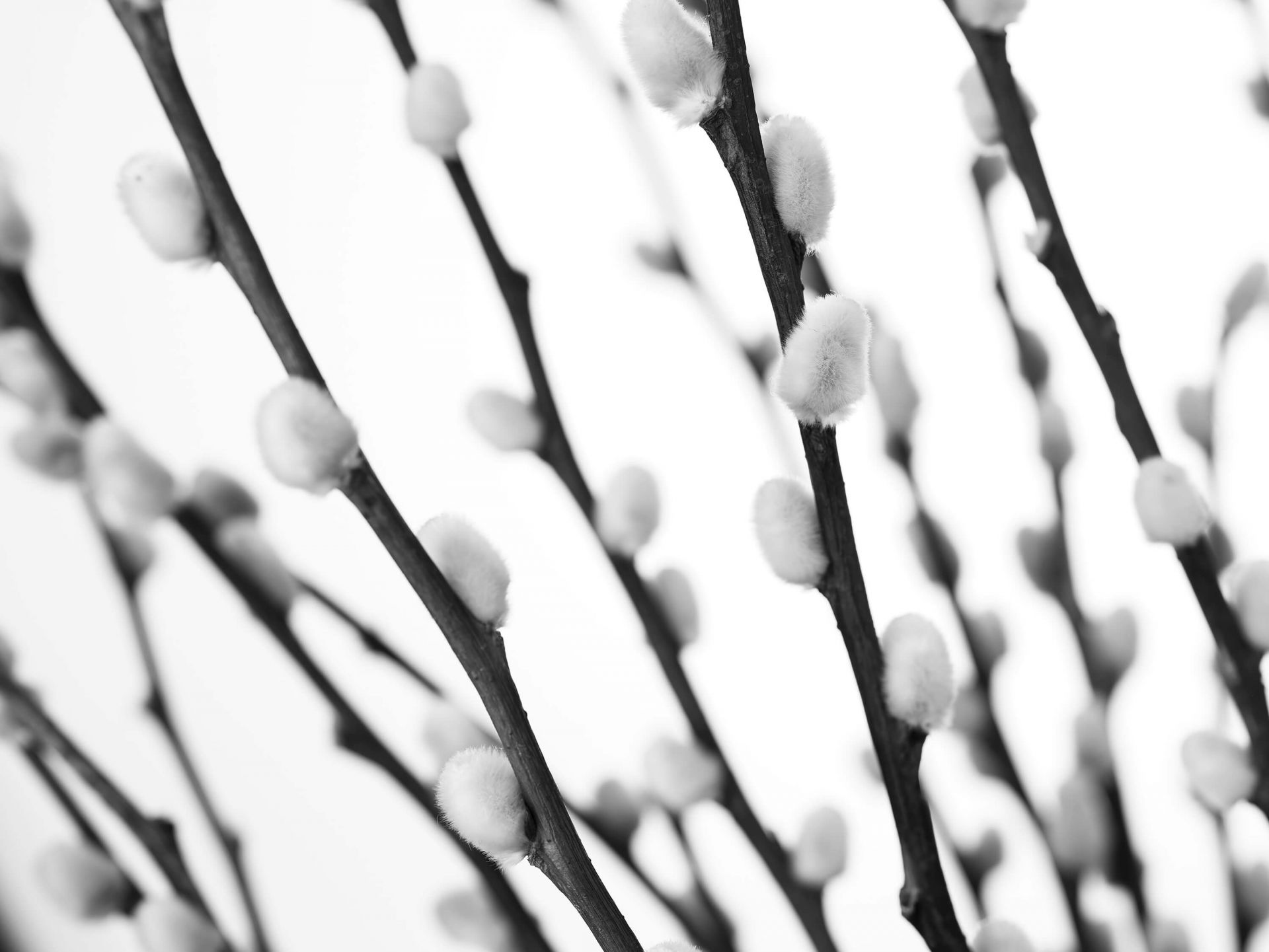 Zwart-witte boswilg main product photo