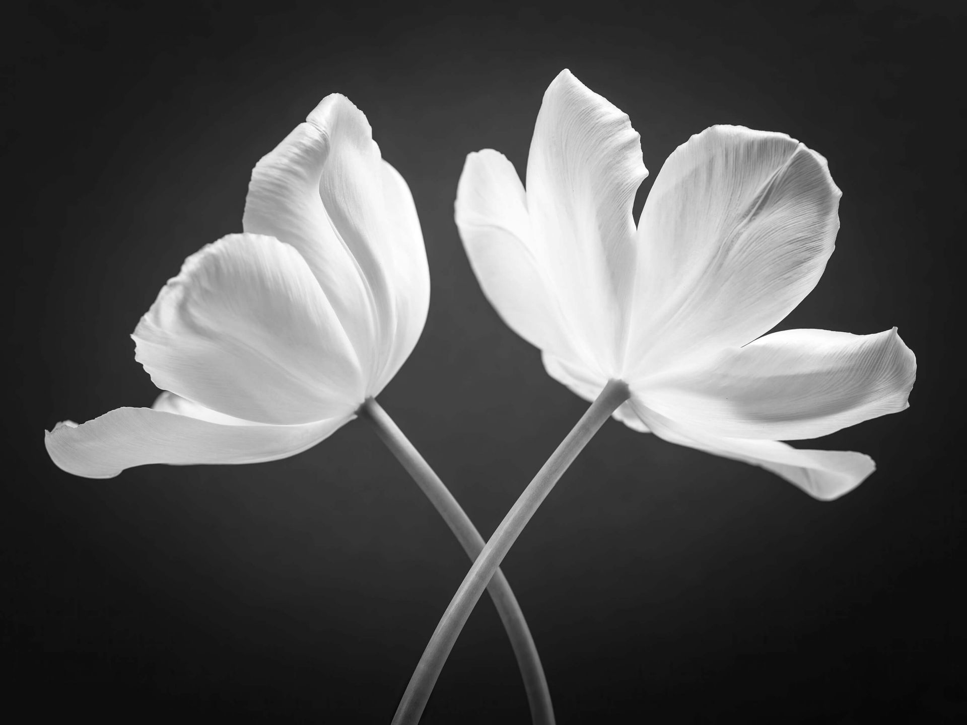 Gekruiste tulpen Gekruiste tulpen