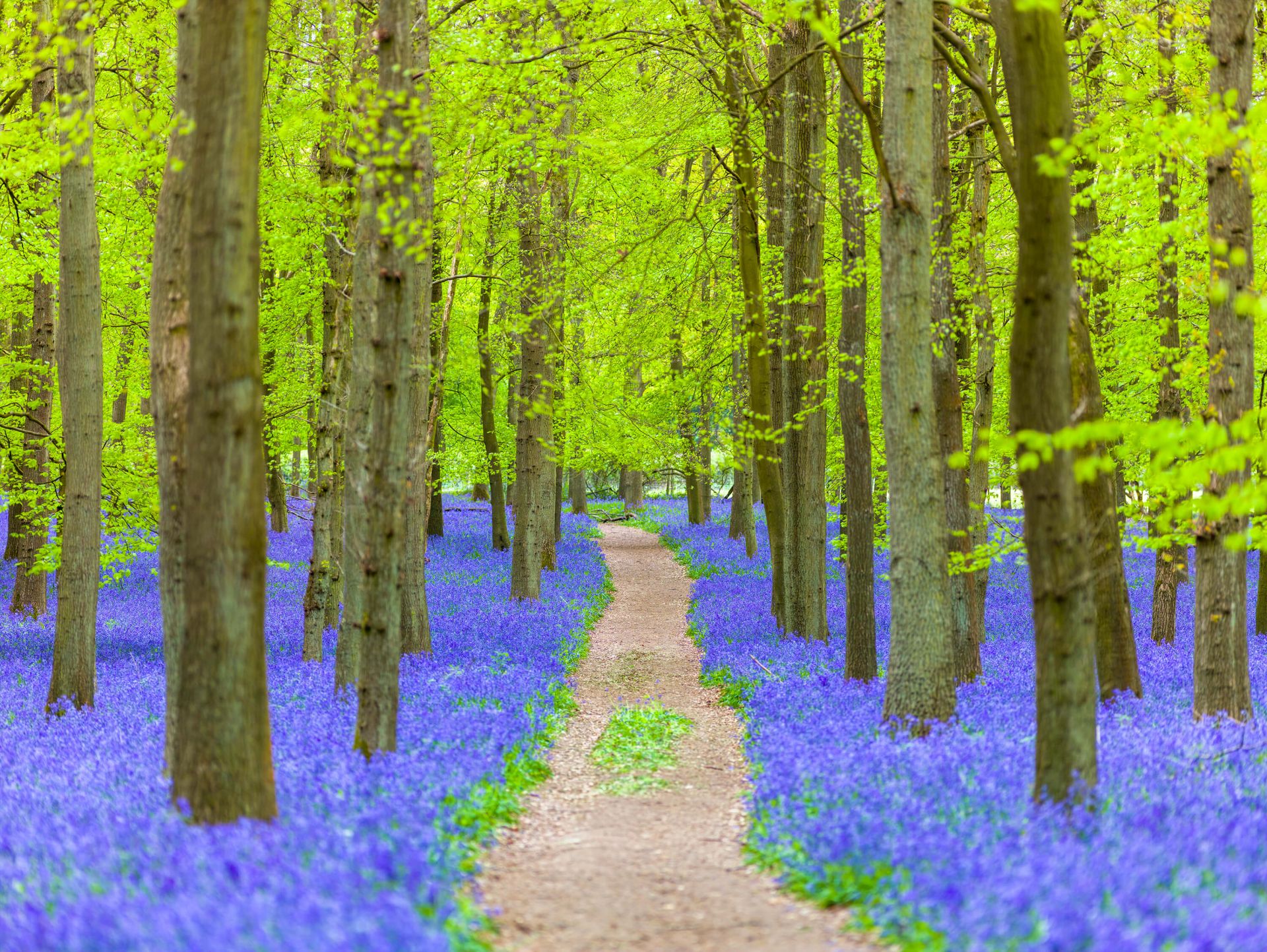 Bluebell path main product photo