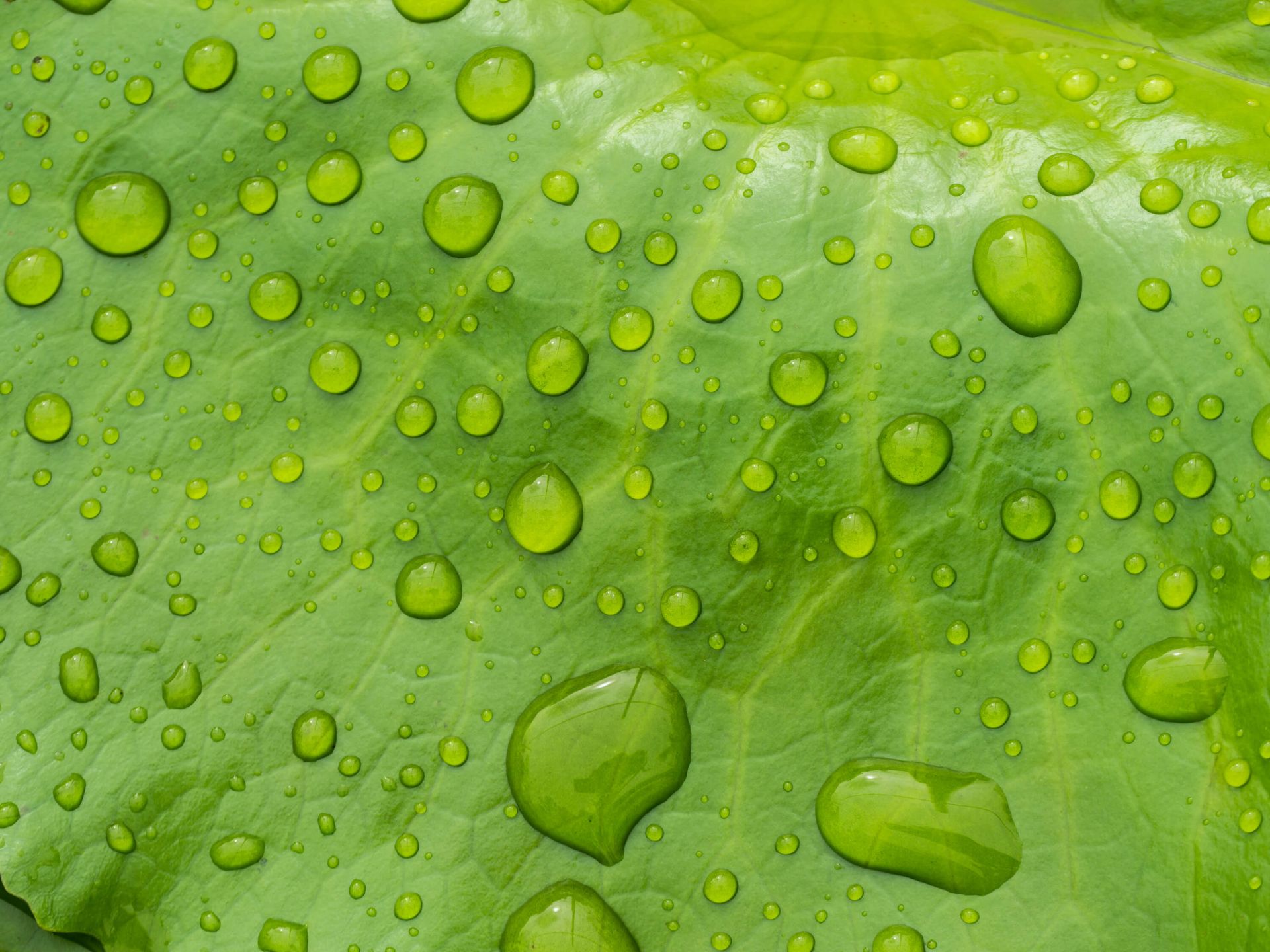 Blad met waterdruppels