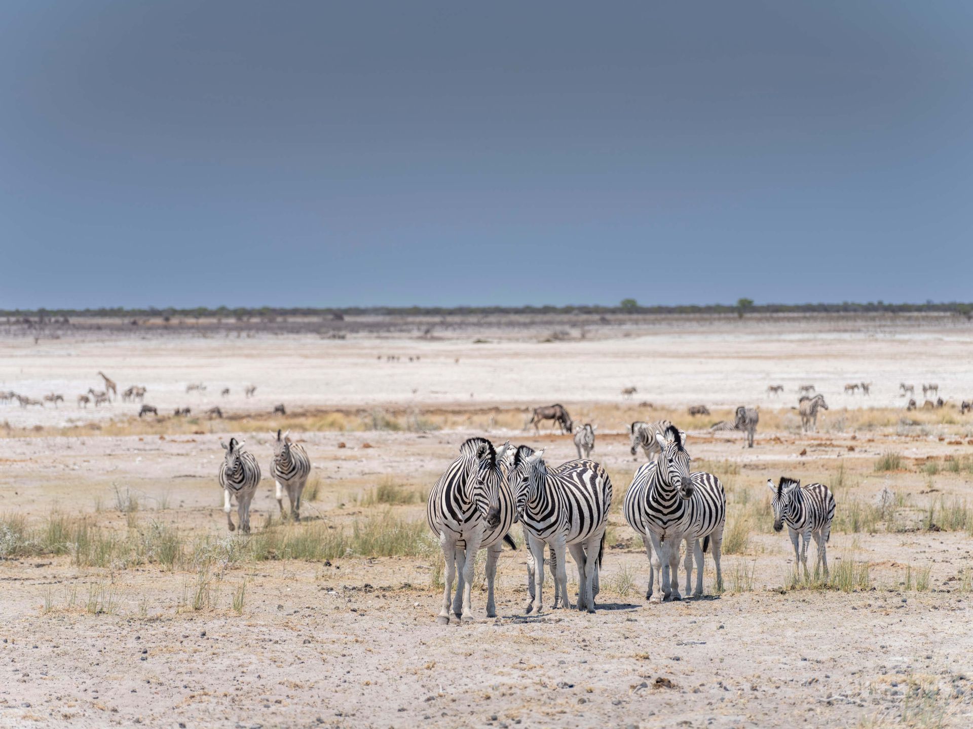 Landschap met zebra's