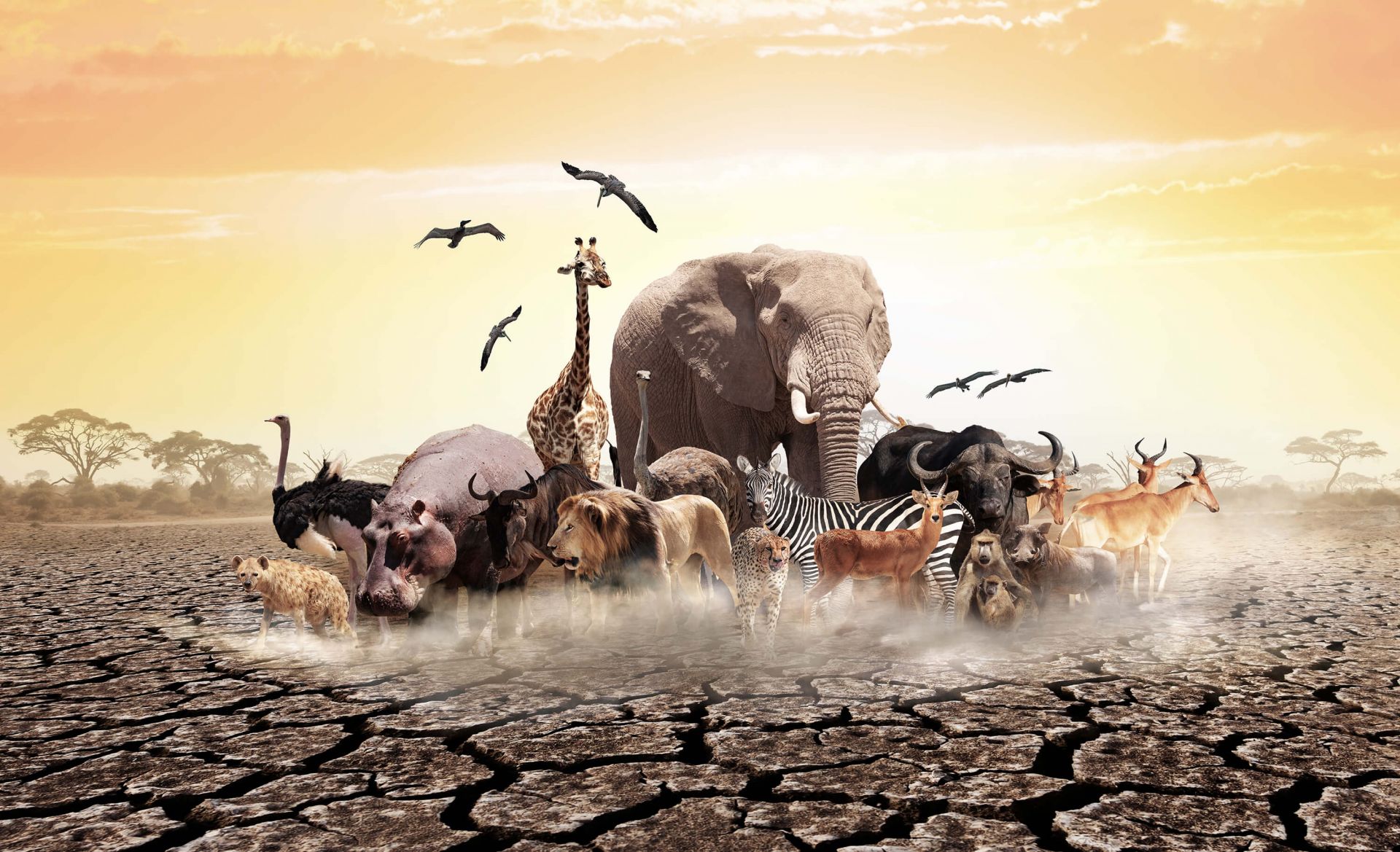 Dieren in Afrika Dieren in Afrika
