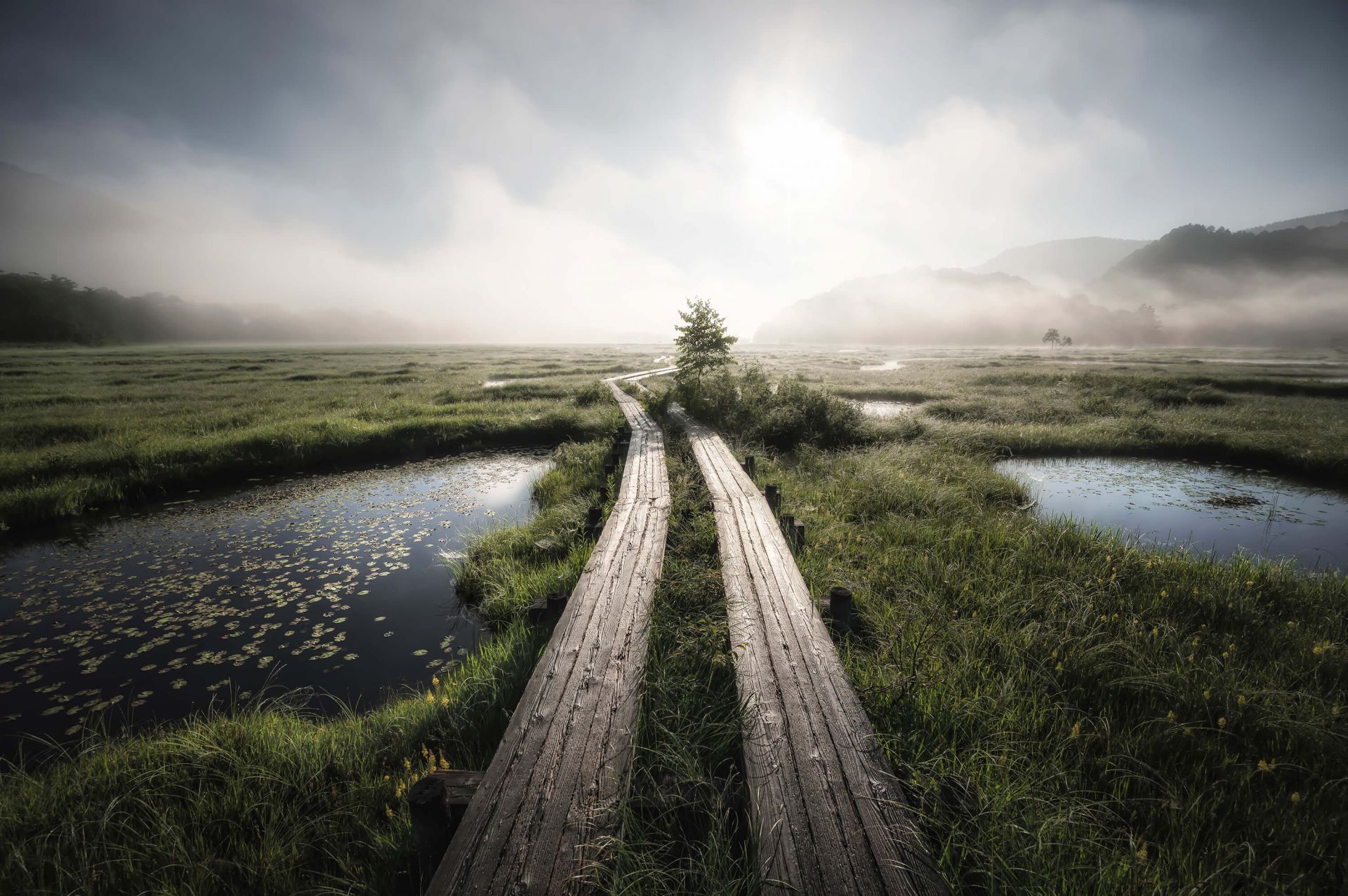 Into the foggy world Into the foggy world