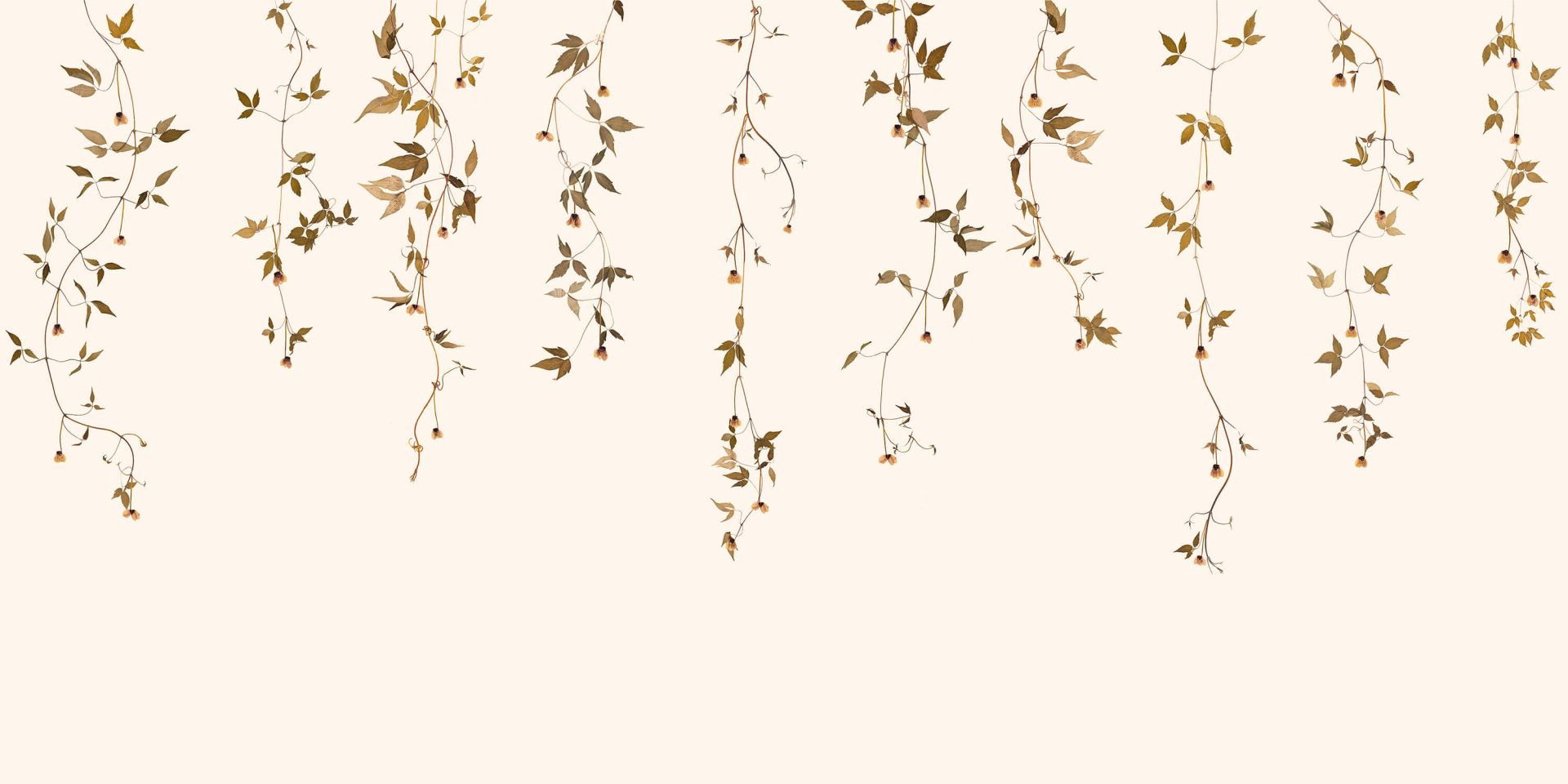 Clematis rank met bloemen Clematis rank met bloemen