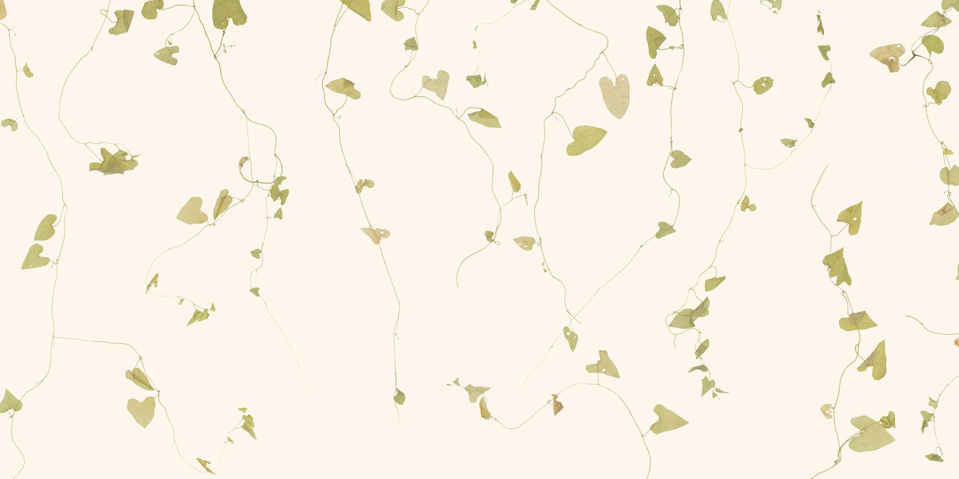 Haagwinde beige Haagwinde beige