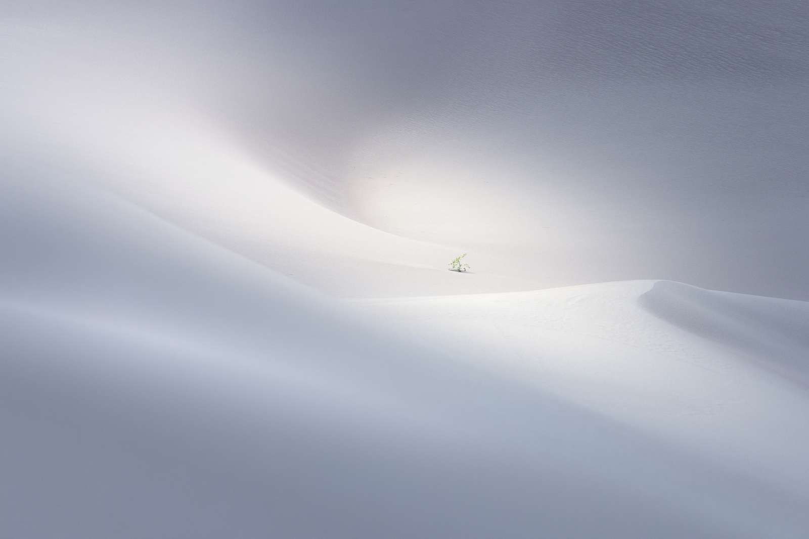Lonesome Lonesome
