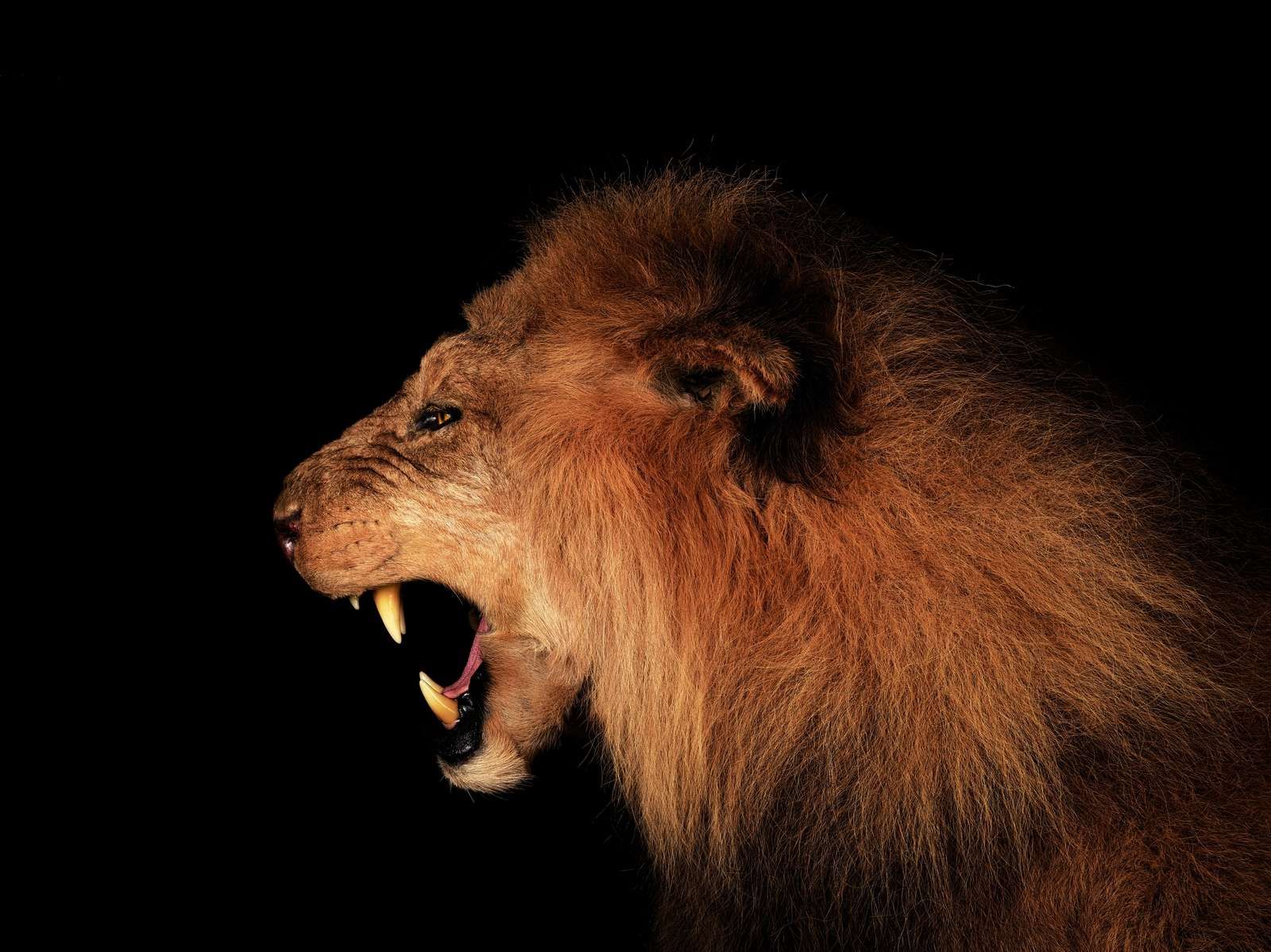 Roaring lion Roaring lion