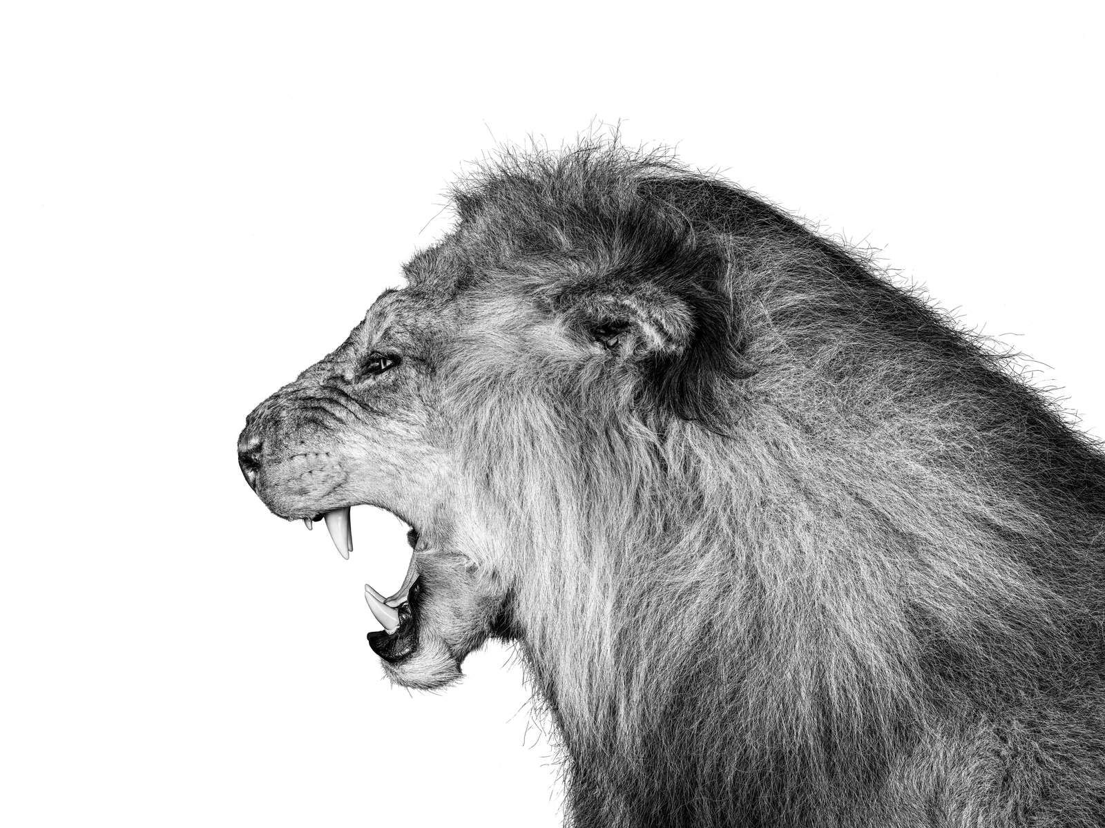 Roaring lion white Roaring lion white