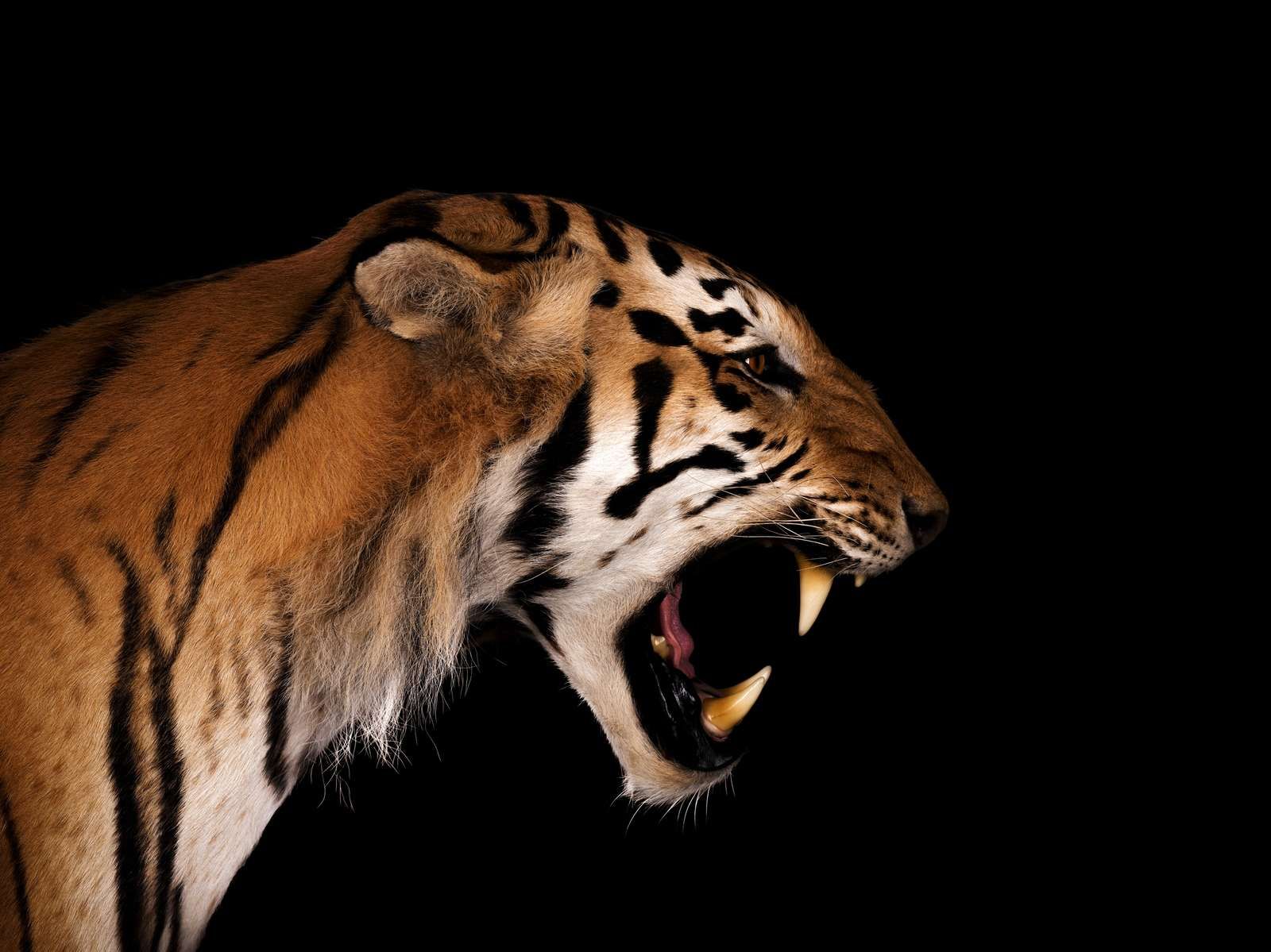Roaring tiger Roaring tiger