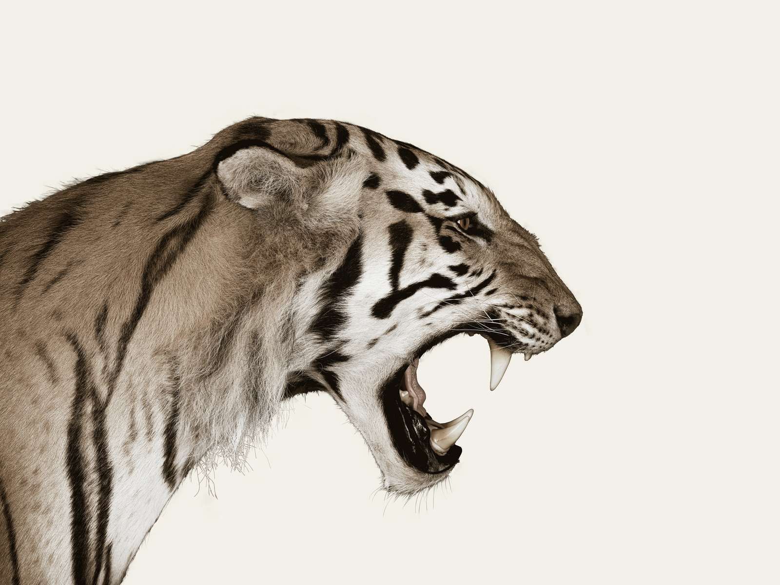 Roaring tiger offwhite Roaring tiger offwhite