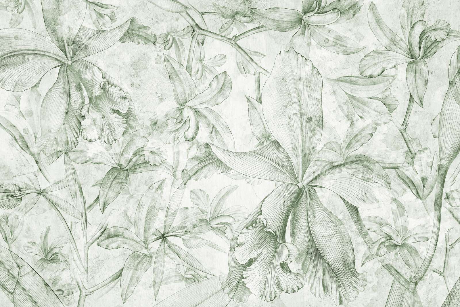 Orchids Contour 4 Orchids Contour 4