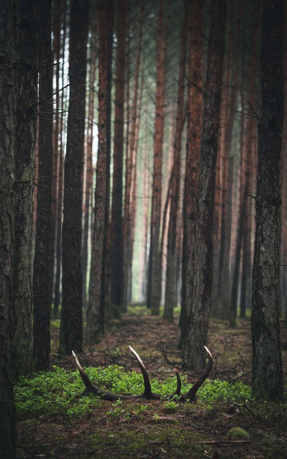 Wild en Mysterie tussen de Bomen