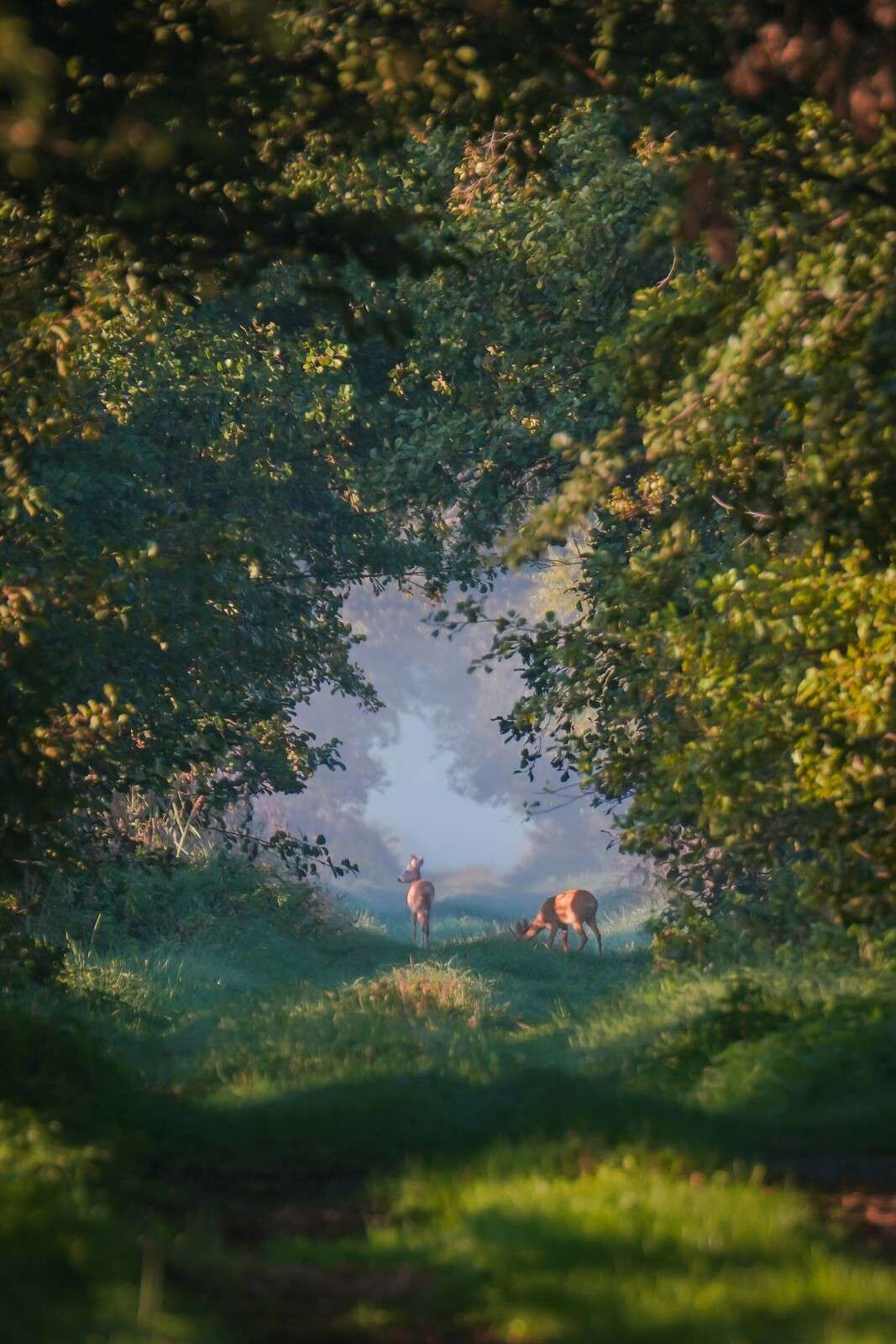 Bosdieren in het Morgenlicht