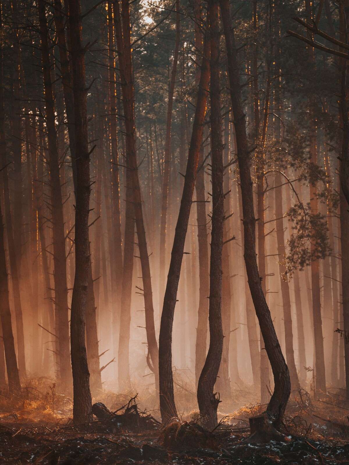 Lichtstralen door het Woud