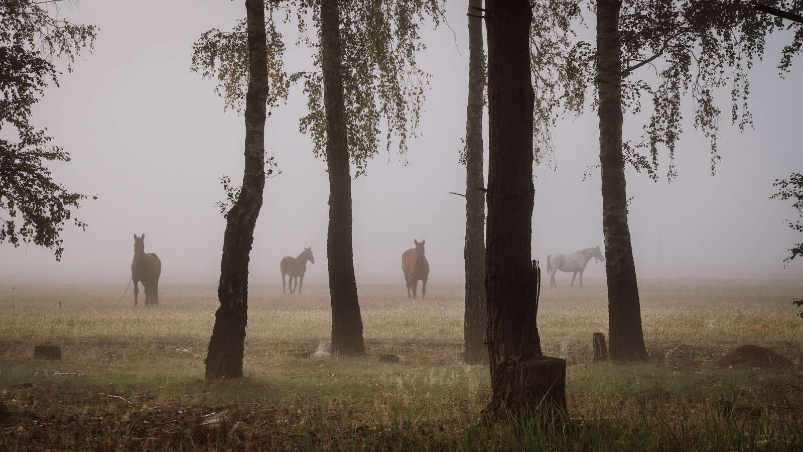 Paarden in de Ochtendnevel
