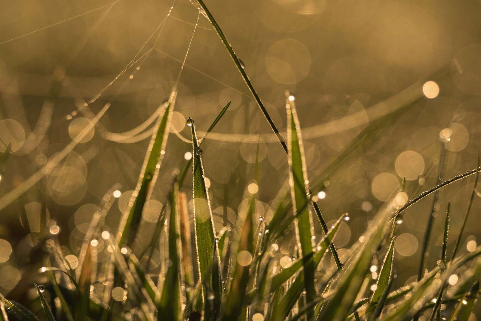 Glanzend Ochtendgras