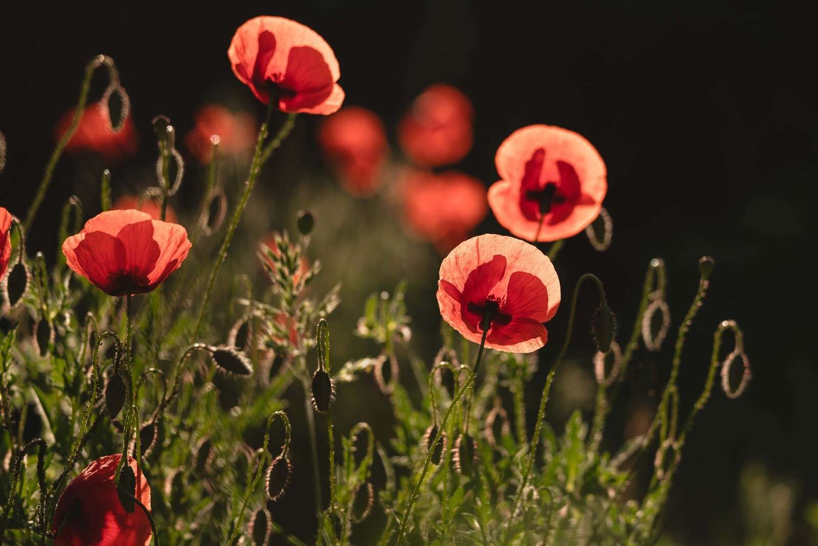Dansende Klaprozen in Zonlicht