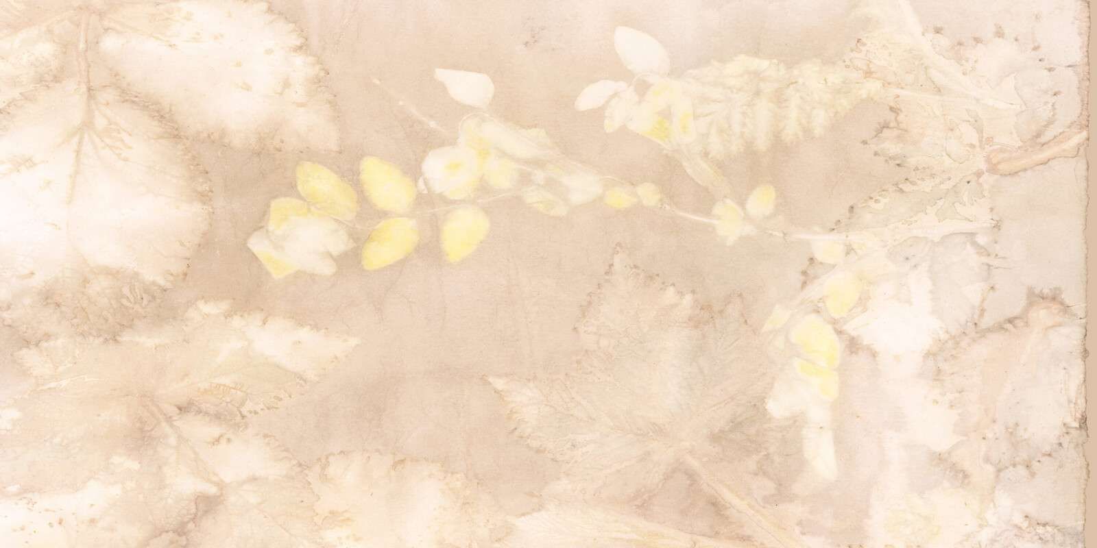 Sneeuwbes en wilde braam - hazelnoot