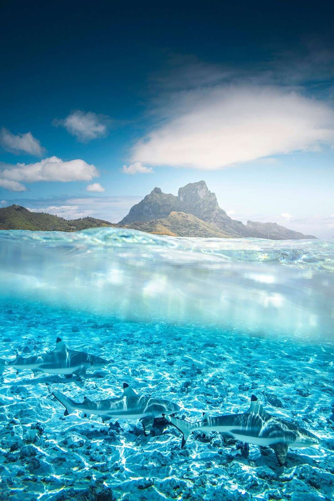 Rifhaaien in turquoise lagune