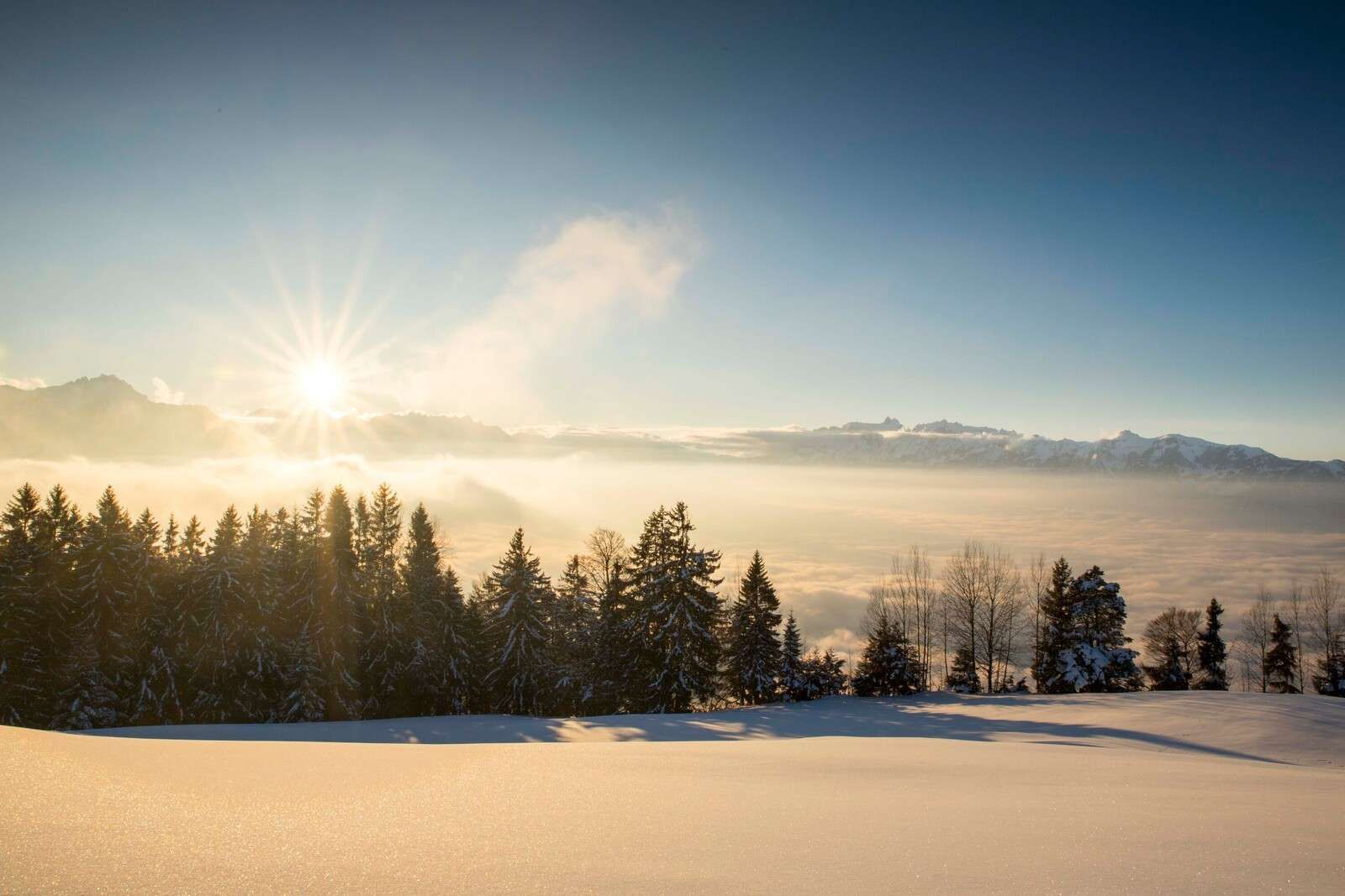 Zonsopkomst boven besneeuwd dennenbos