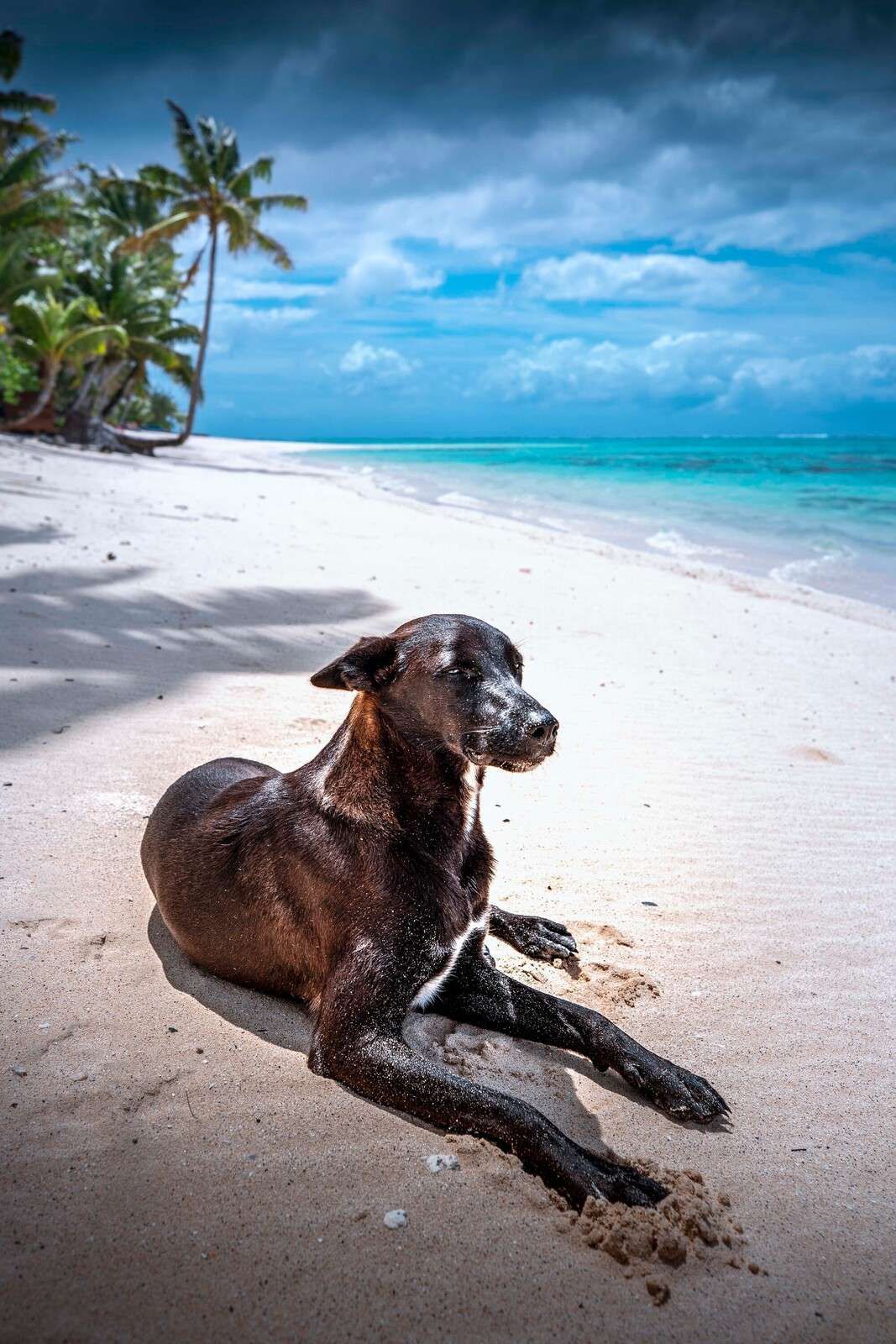 Zwarte hond aan tropisch strand