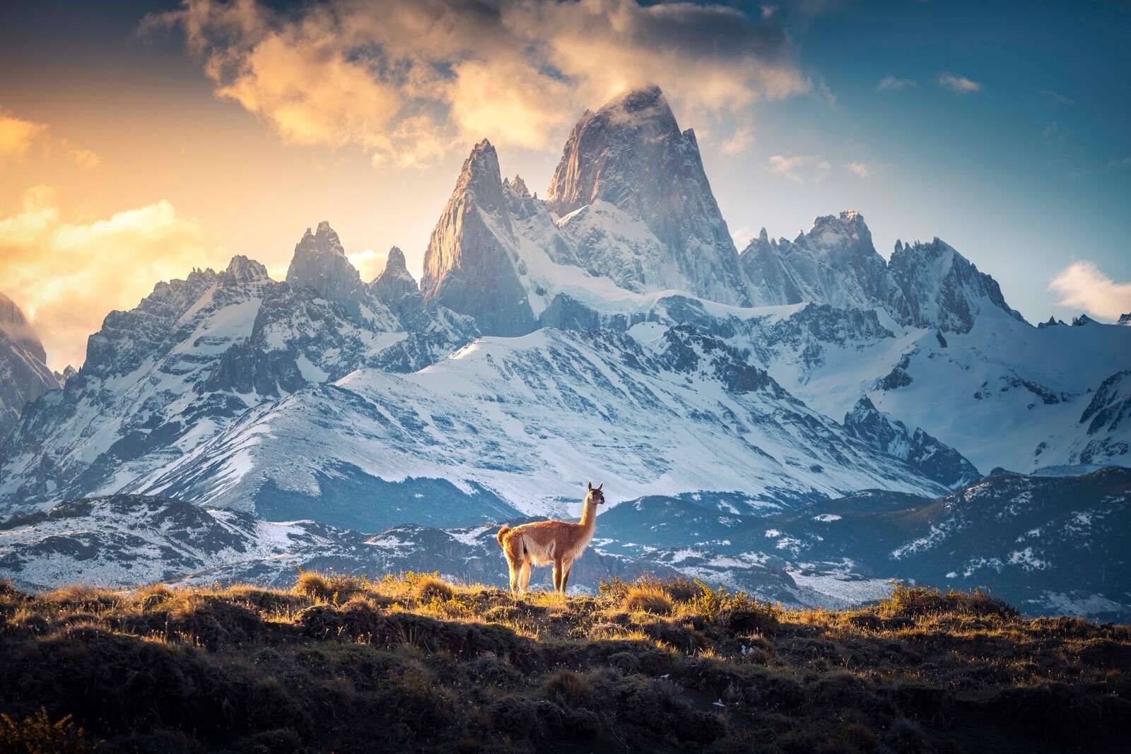 Guanaco bij besneeuwde bergtoppen