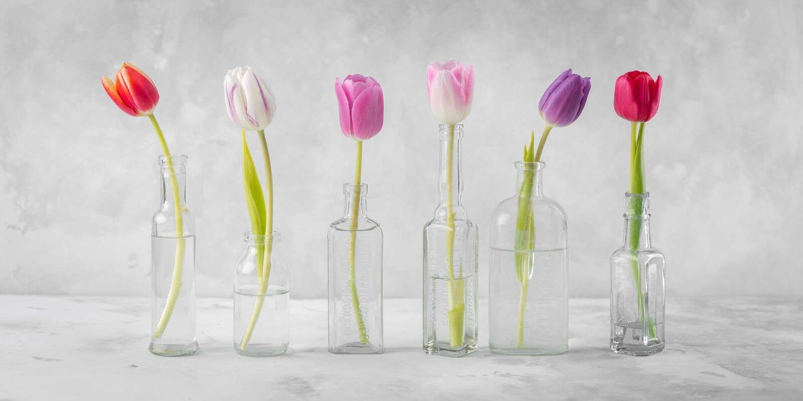 Tulips in glass bottles