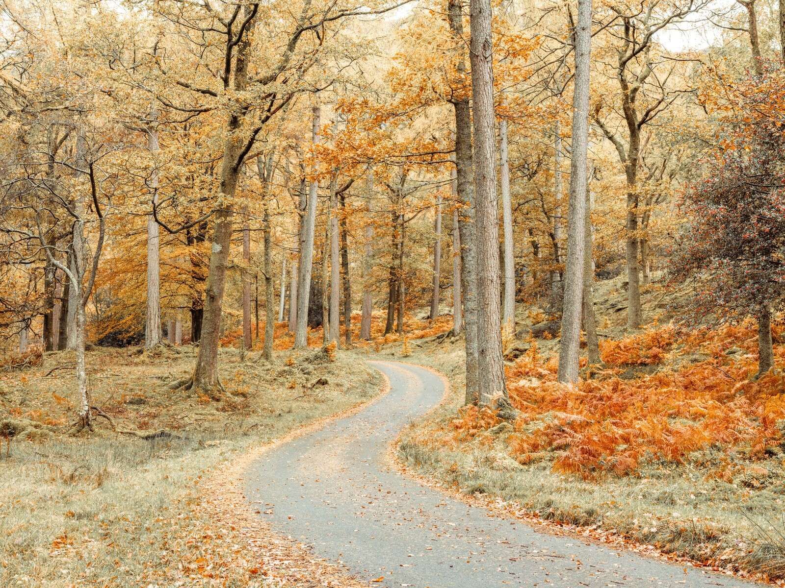 Road through forest