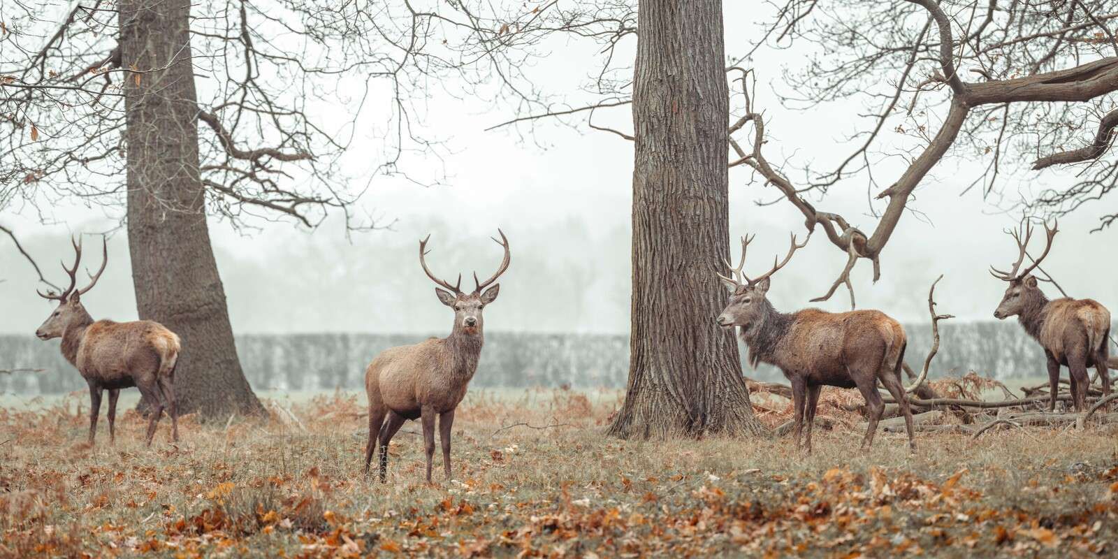 Stags in forest