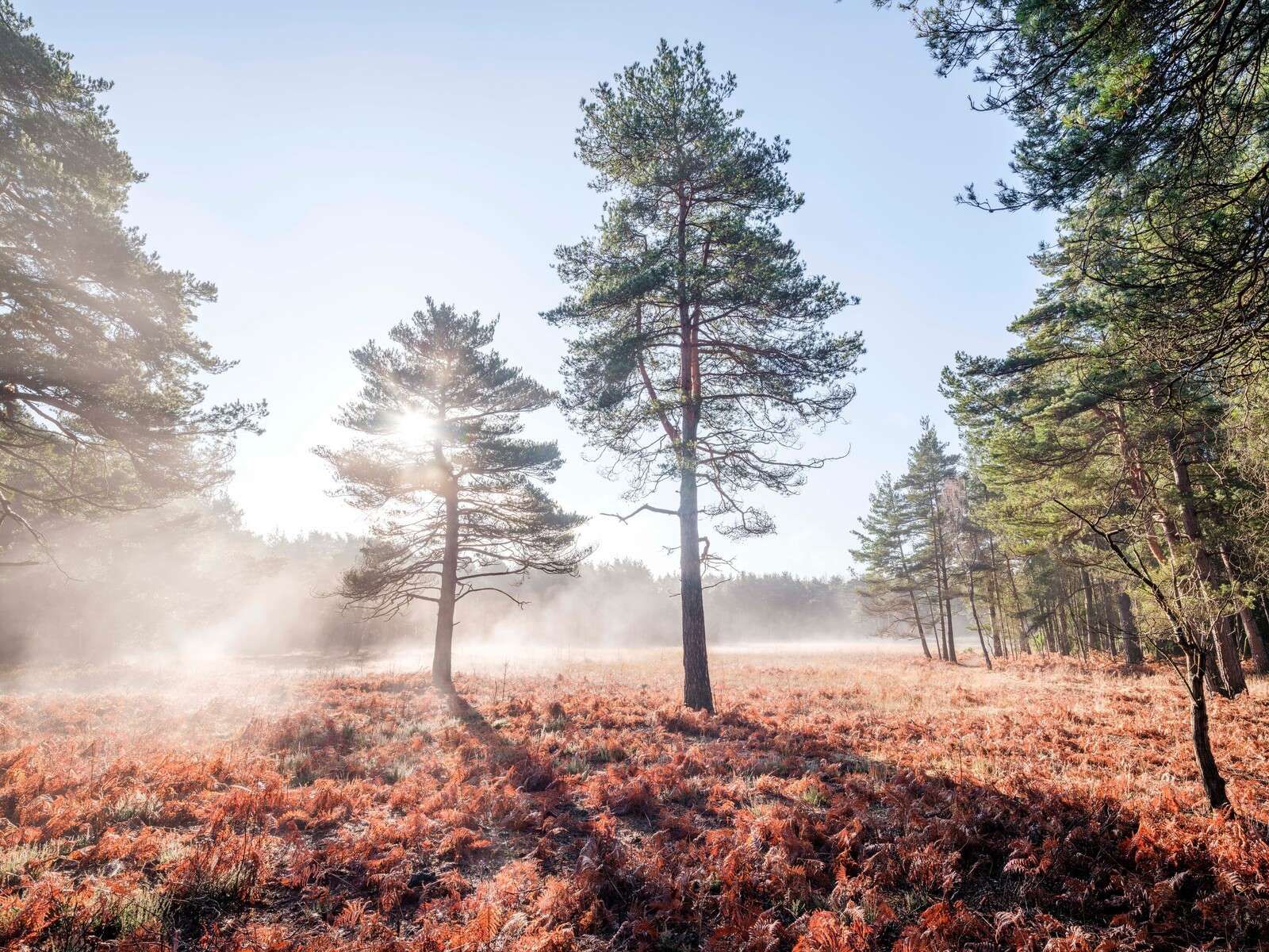 Sun through trees in forest