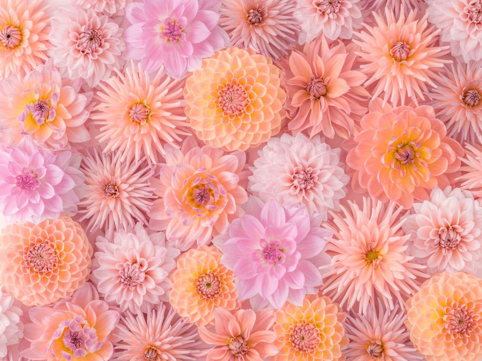 Full frame of Dahlia Flowers