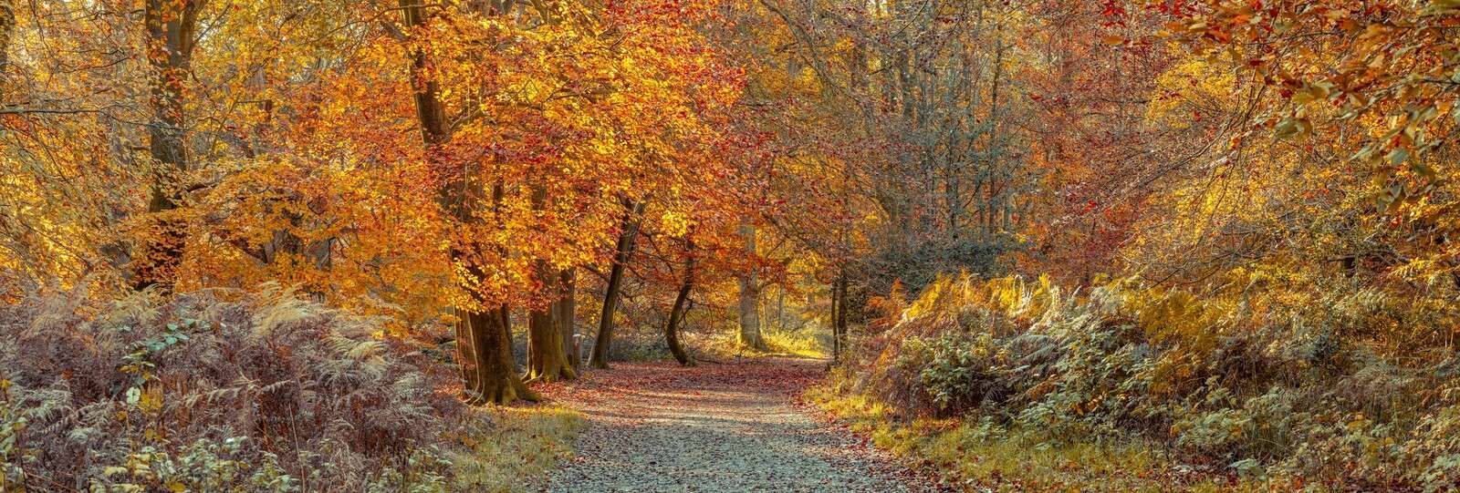 Pathway through autumn forest