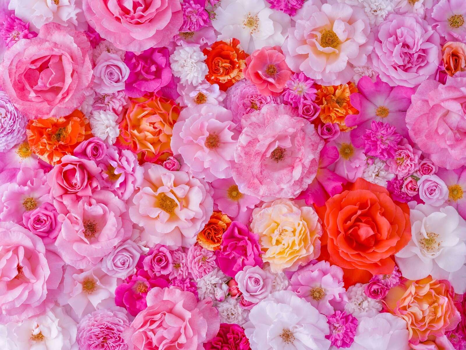 Full frame of variety of garden roses, flower background
