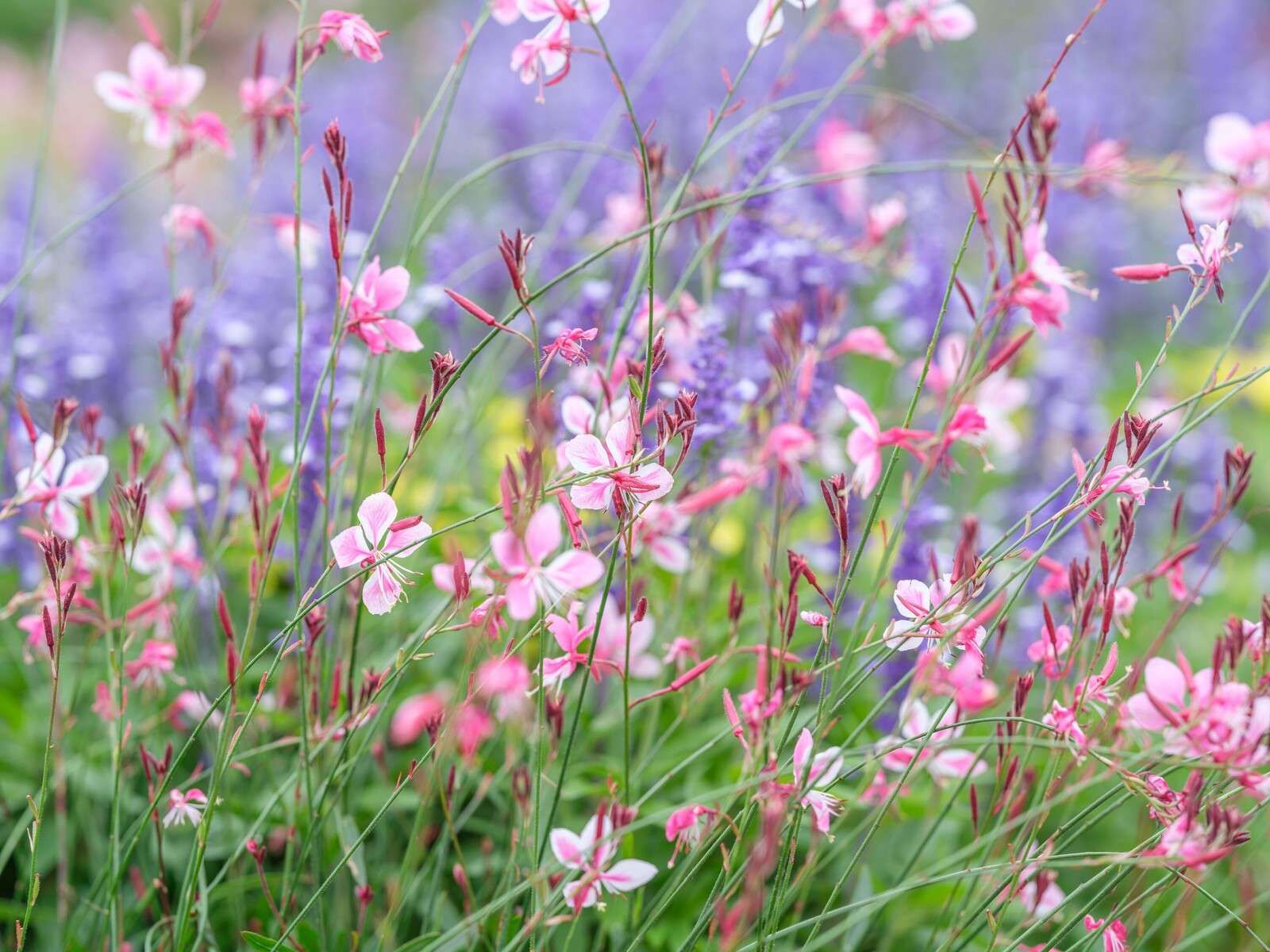 Yellow meadow flowers