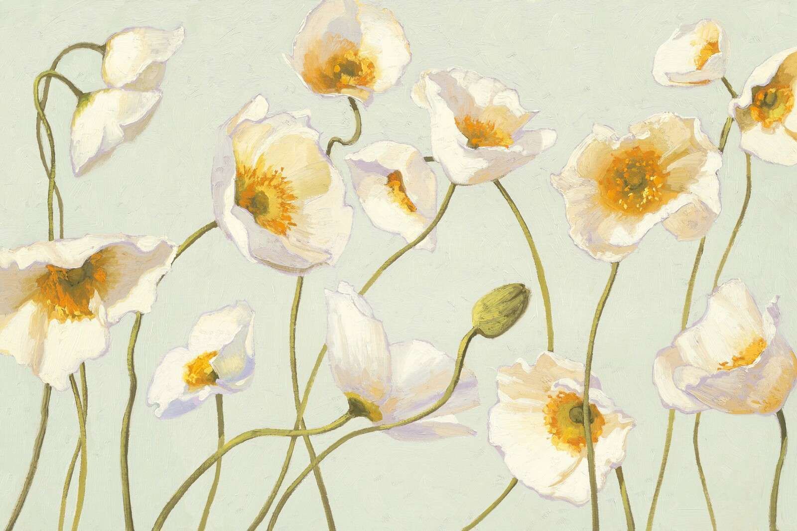 Witte Papavers Op Zachte Wind