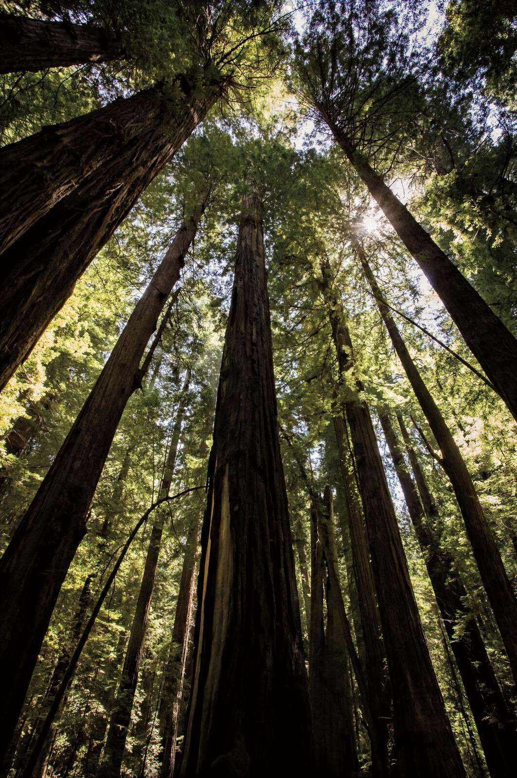 Reuzenbomen In Zonlichtbos