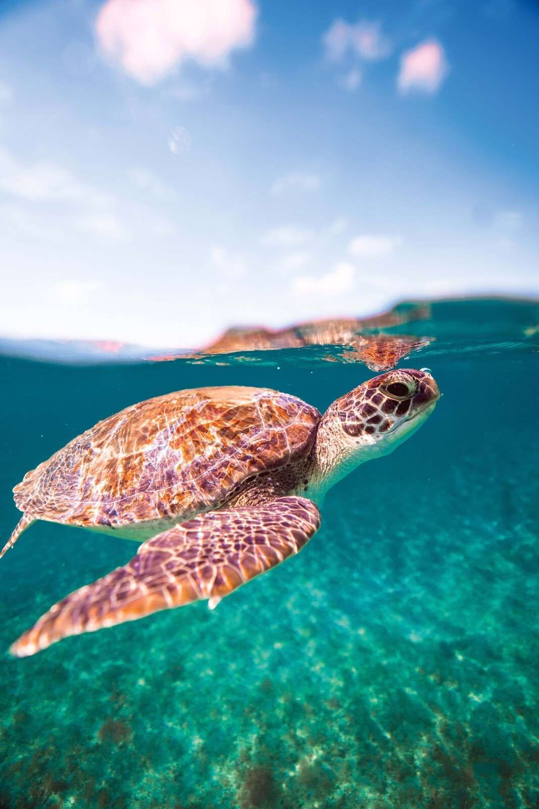 Zeeschildpad in turquoise lagune