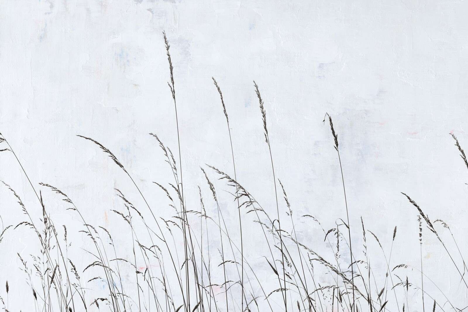 Zacht wuivend veldgras in wit licht