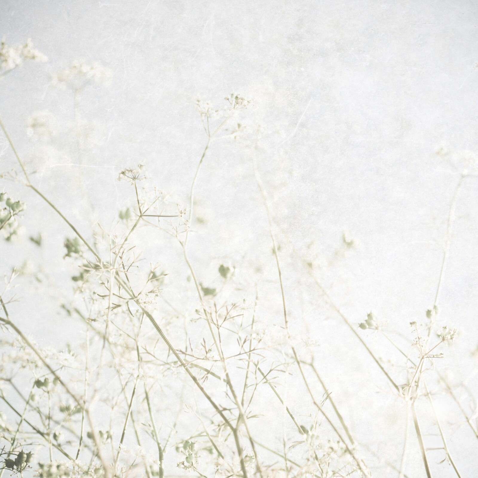 Lichte veldbloemen in ochtendnevel