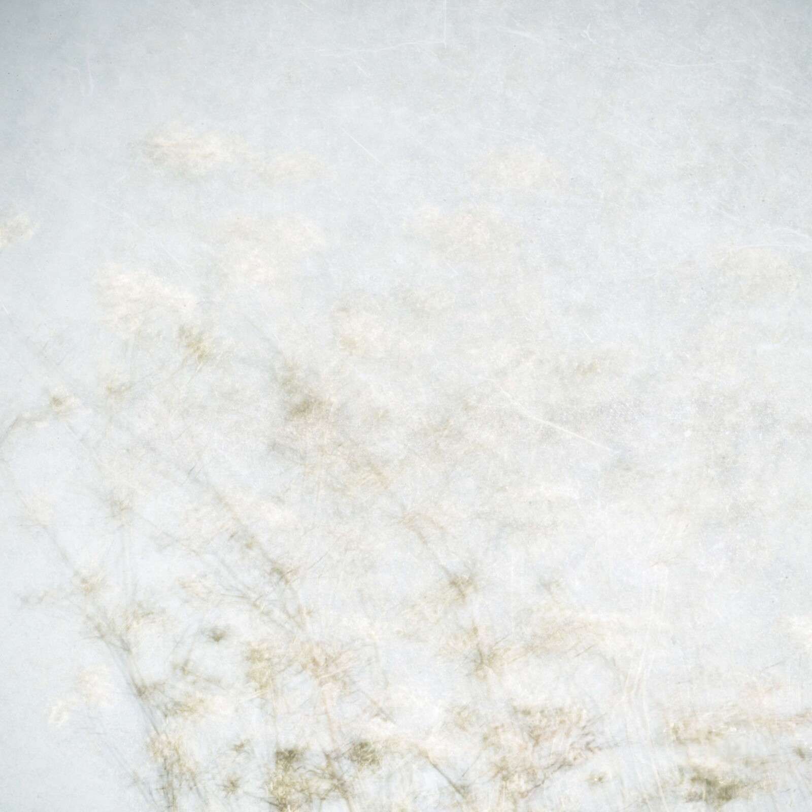 Zwevende veldbloemen in nevellicht