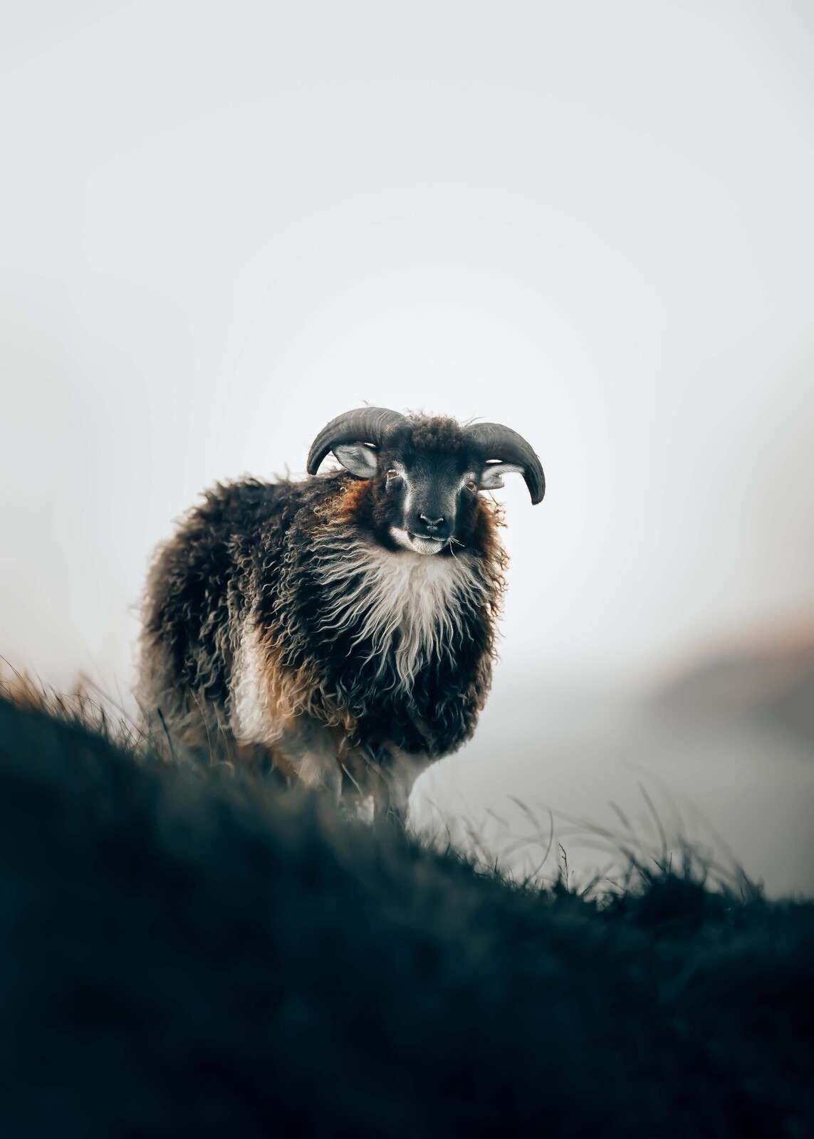 Bergram in de ochtendmist