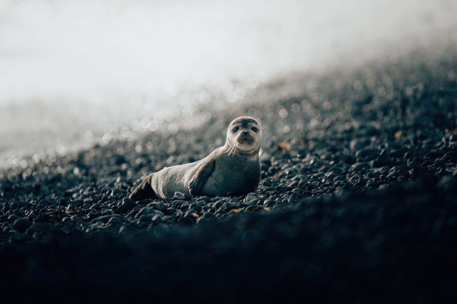 Jonge zeehond op kiezelstrand