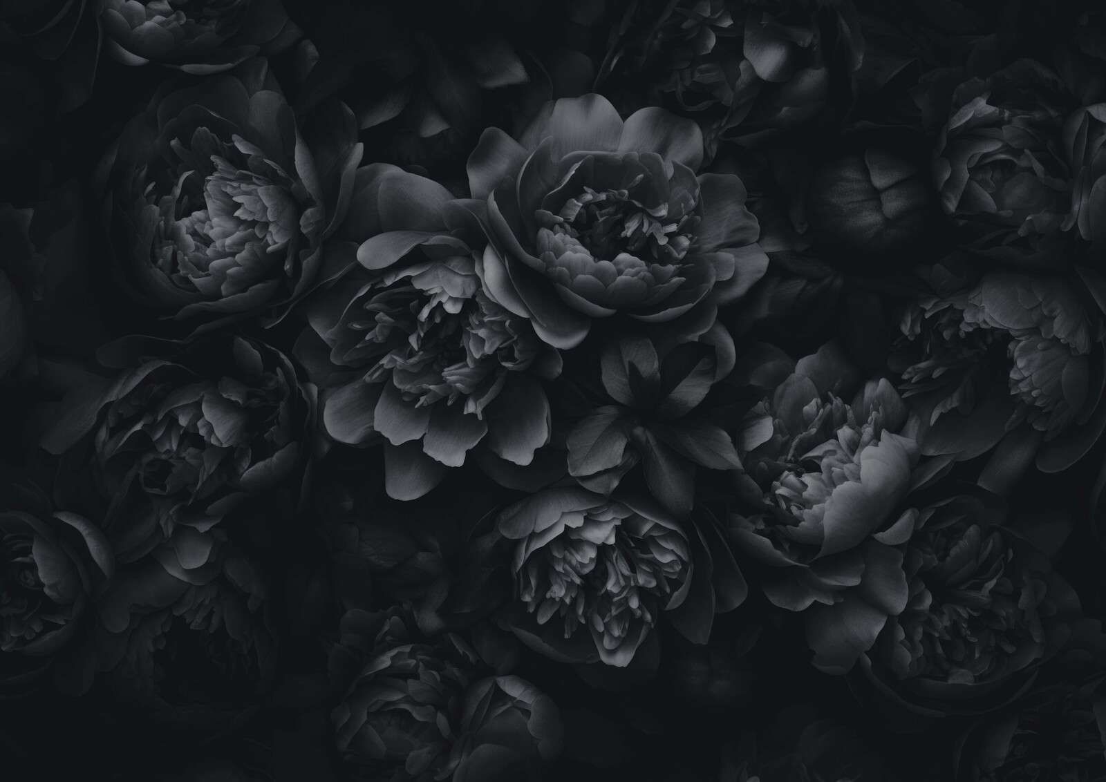 Opulent flowers black grey