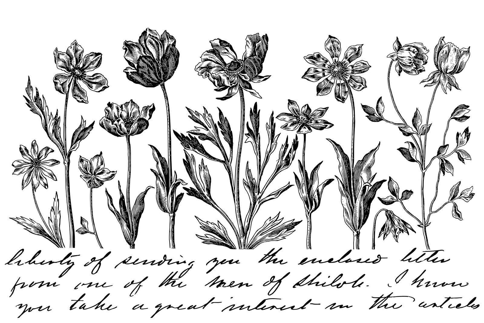 Historic flower drawing script black white