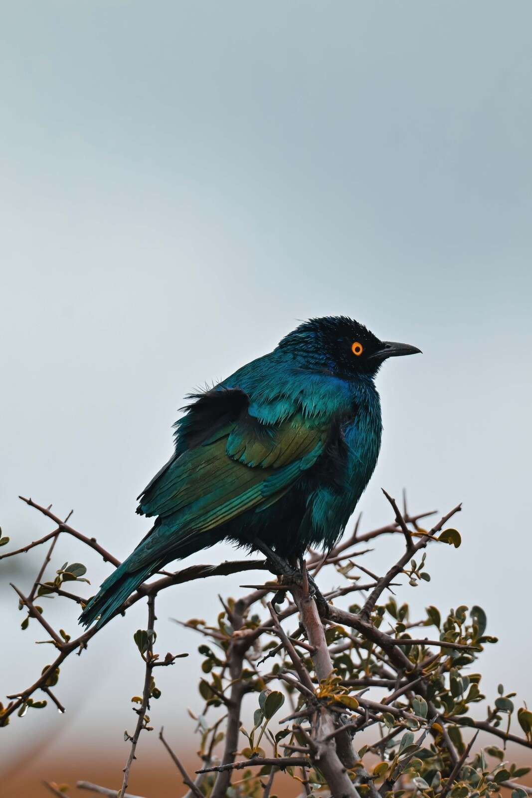 Kleurrijke vogel op tak