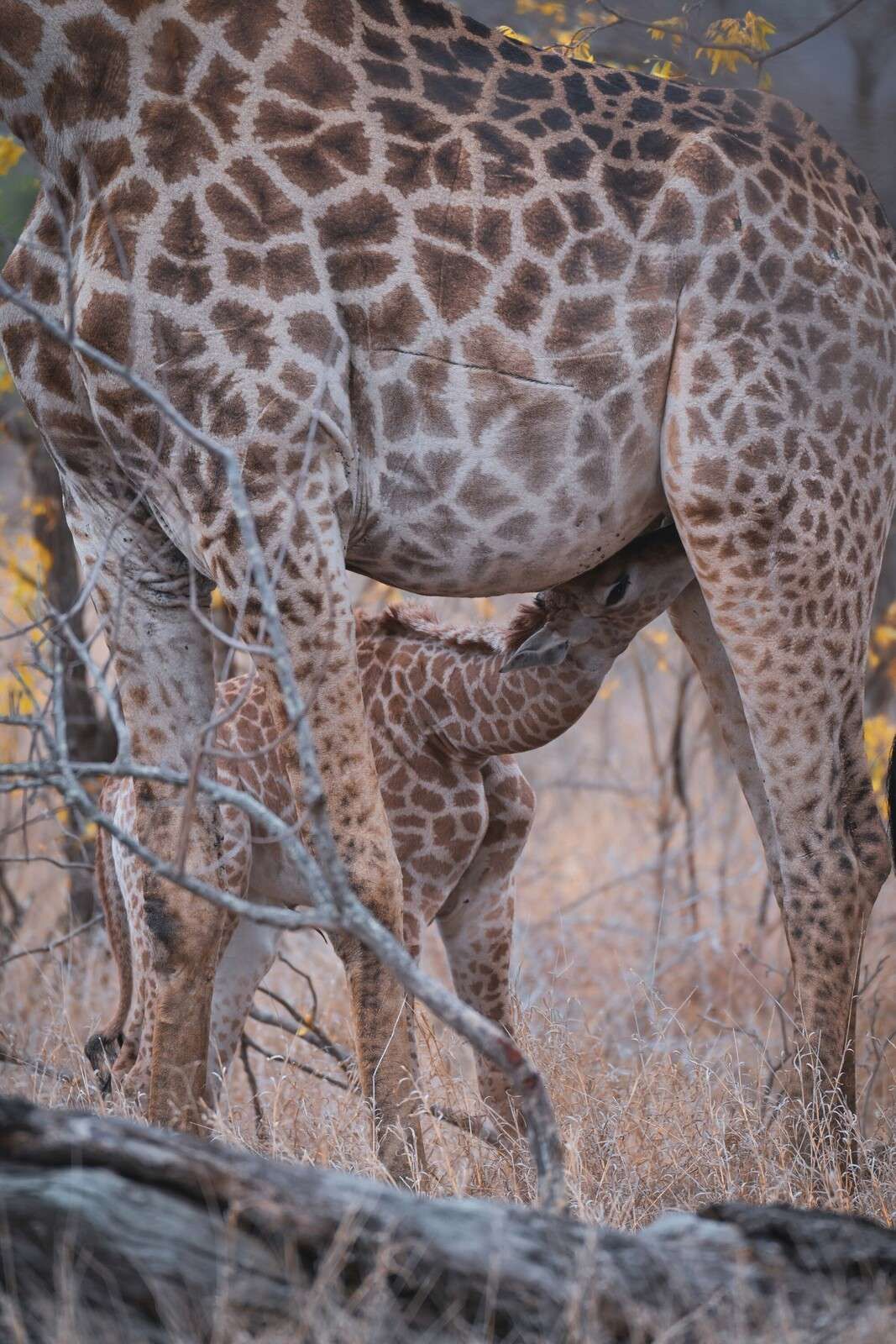 Gedetailleerde giraffe vachtstructuur